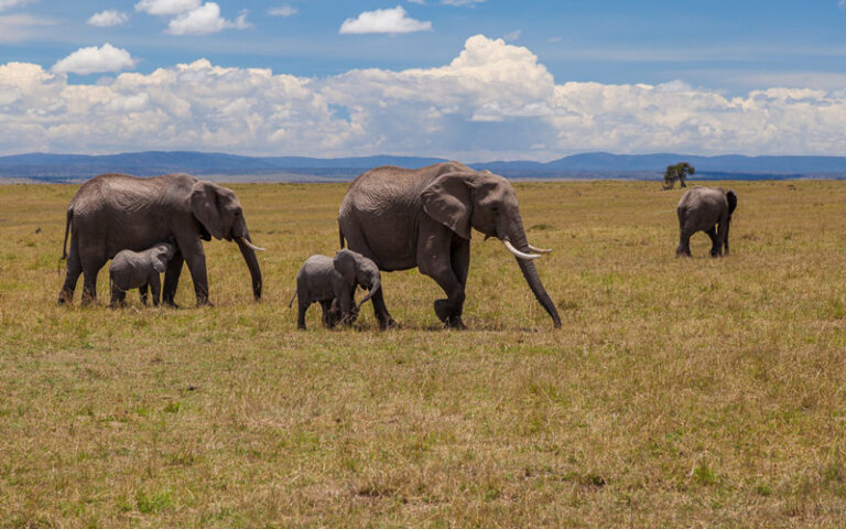 Ministry of Tourism, Wildlife and Heritage
